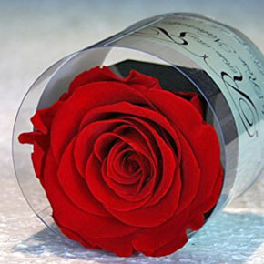 Regalo original rosa eterna